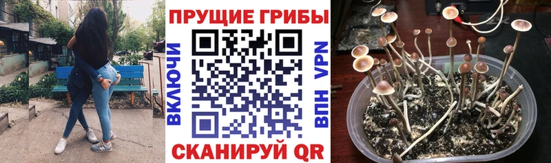 как найти закладки Перевоз Галлюциногенные грибы Psilocybe